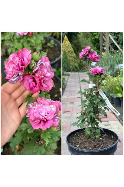 Гібіскус Дюк де Брабант 5л/вис.30-40см/Ø15-20см